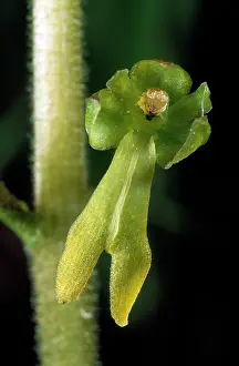 Twayblade: Common Twayblade Orchid
