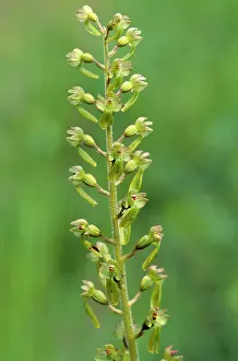 Twayblade: Common Twayblade Orchid