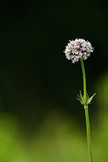 Franche: Common Valerian (Valeriana officinalis) flowers