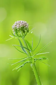 Franche: Common Valerian (Valeriana officinalis)flowers bud