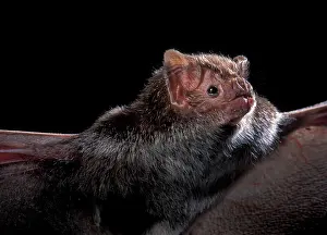 Desmodus: Common Vampire Bat
