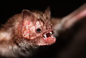 Sinister: Common Vampire BAT - close up of head, with teeth showing
