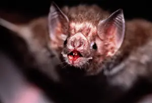 Nose: Common Vampire Bat - close-up face after feeding