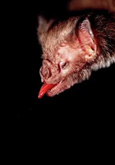 Sinister: Common Vampire Bat - close-up of head when feeding