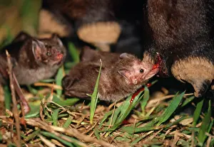 Bats: Common Vampire BAT - feeding on a cowos leg at