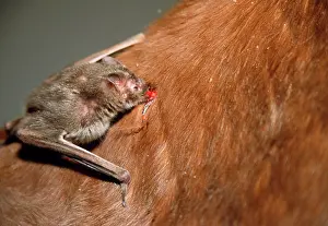 Desmodus: Common Vampire BAT - feeding on neck of horse