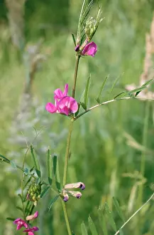 Vetch: COMMON VETCH