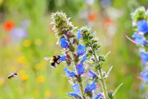 Boraginaceae: Common viper's bug (Echium vulgare) with wild bee