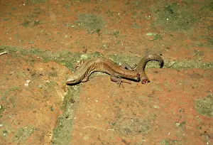 Regeneration: Common / Viviparons LIZARD - with shed tail