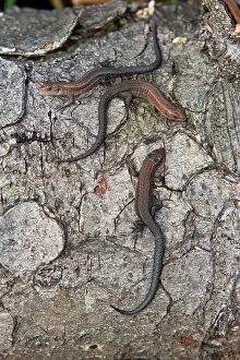 Viviparous: Common or Viviparous Lizard - 3 young reptiles