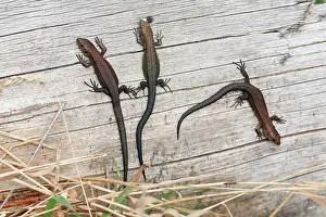 Viviparous: Common or Viviparous Lizard - 3 young reptiles