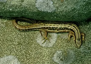 Viviparous: Common / Viviparous LIZARD