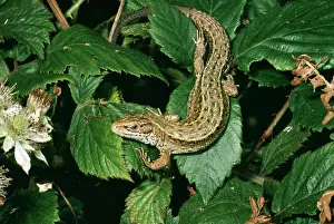 Viviparous: Common / Viviparous LIZARD