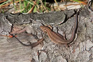 Viviparous: Common or Viviparous Lizard - adult and young reptile