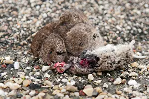 Voles: Common Vole