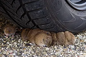 Voles: Common Vole