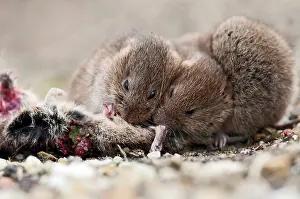 Voles: Common Vole