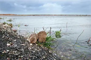 Voles: Common Vole