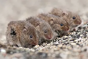 Voles: Common Vole