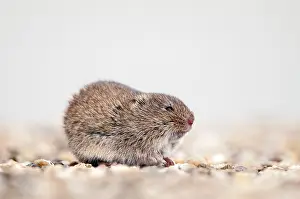 Arvalis: Common Vole
