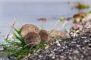 Voles: Common Vole
