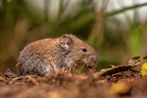 Groningen: Common Vole