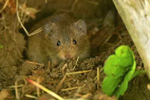 Arvalis: Common Vole / Field Mouse - inside the opening
