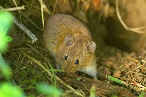 Arvalis: Common Vole / Field Mouse - searches for food outside