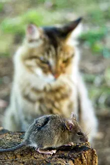 Silvestris: Common Vole (Microtus arvalis) and a cat