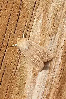 Mythimna: Common Wainscot