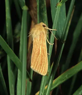 Noctuidae: Common wainscot
