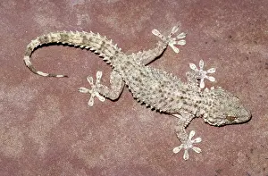 Geckoes: Common Wall Gecko (Tarentola mauritanica)