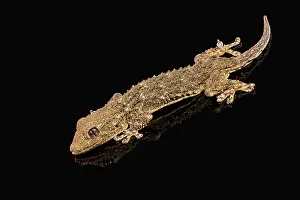 Insectivorous: The common wall gecko (Tarentola mauritanica), full length p