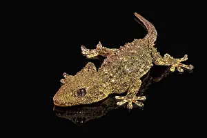 Insectivorous: The common wall gecko (Tarentola mauritanica), full length p