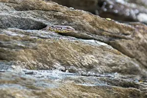 Podarcis: Common Wall Lizard