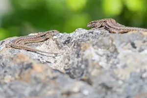 Viroinval: Common Wall Lizard