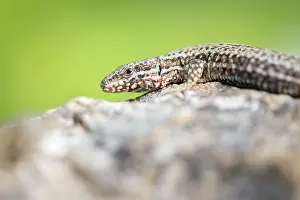 Viroinval: Common Wall Lizard