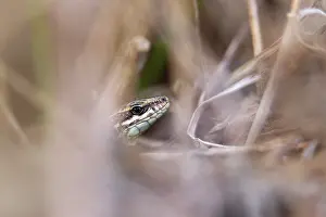 Peeping: Common Wall Lizard