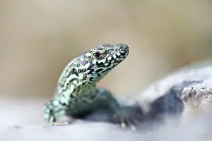 Lescheraines: Common Wall Lizard