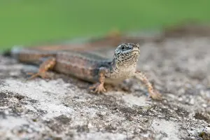 Lacerta: Common Wall Lizard