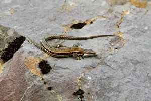 Lescheraines: Common Wall Lizard