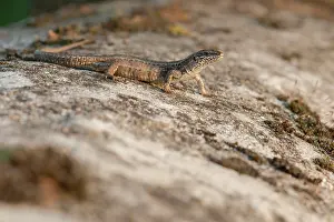 Lacerta: Common Wall Lizard
