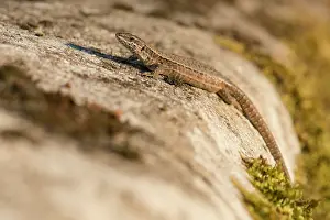 Lacerta: Common Wall Lizard