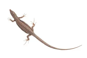 Lacerta: Common Wall Lizard