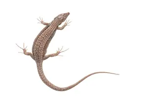 Lacerta: Common Wall Lizard
