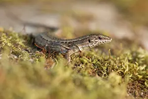 Lacerta: Common Wall Lizard