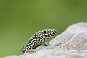 Lescheraines: Common Wall Lizard