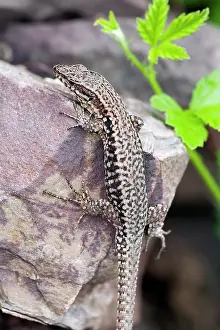 Lacertidae: Common Wall Lizard