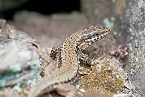 Lacertidae: Common Wall Lizard