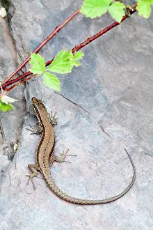 Lacertidae: Common Wall Lizard